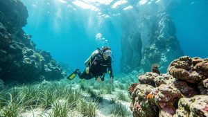 Une femme plongeuse explore les eaux méditerranéennes limpides de Cassis au-dessus d’herbiers, de récifs rocheux colorés et d’une paroi calcaire plus profonde.